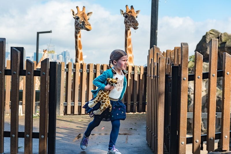 girl actress at Taronga Zoo with giraffes