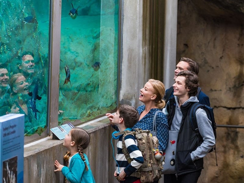 Family at penguin exhibit for film at Taronga Zoo