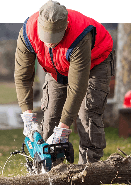Tree Care Melbourne Tree Care