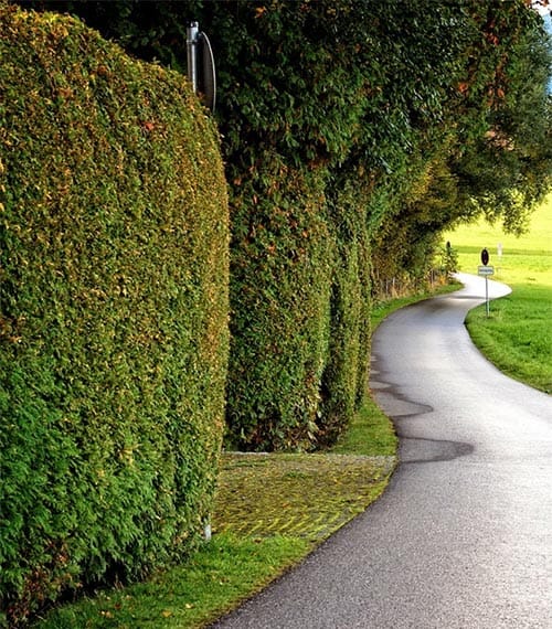 Melbourne Hedge Trimming Hedge Trimming