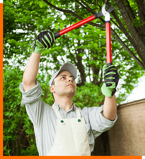 Tree Loppers Melbourne Tree Lopping