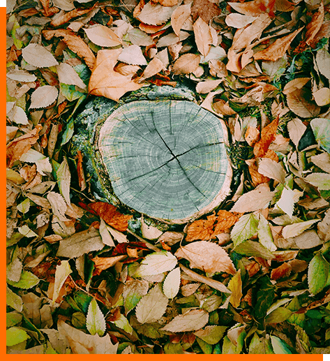 stump removal melbourne tree stump removal