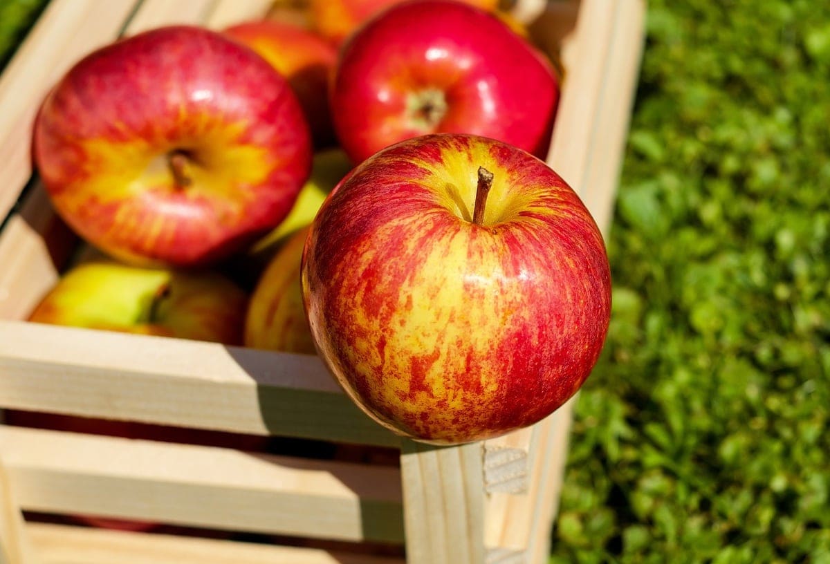 How To Store Apples A Guide To Incerase Your Apples Shelf Life