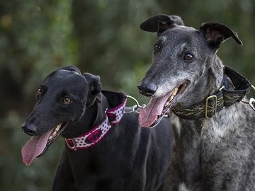 What Treats Can I Feed My Rescue Greyhound Loyalty Pet Treats