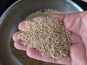 Barnyard Millet