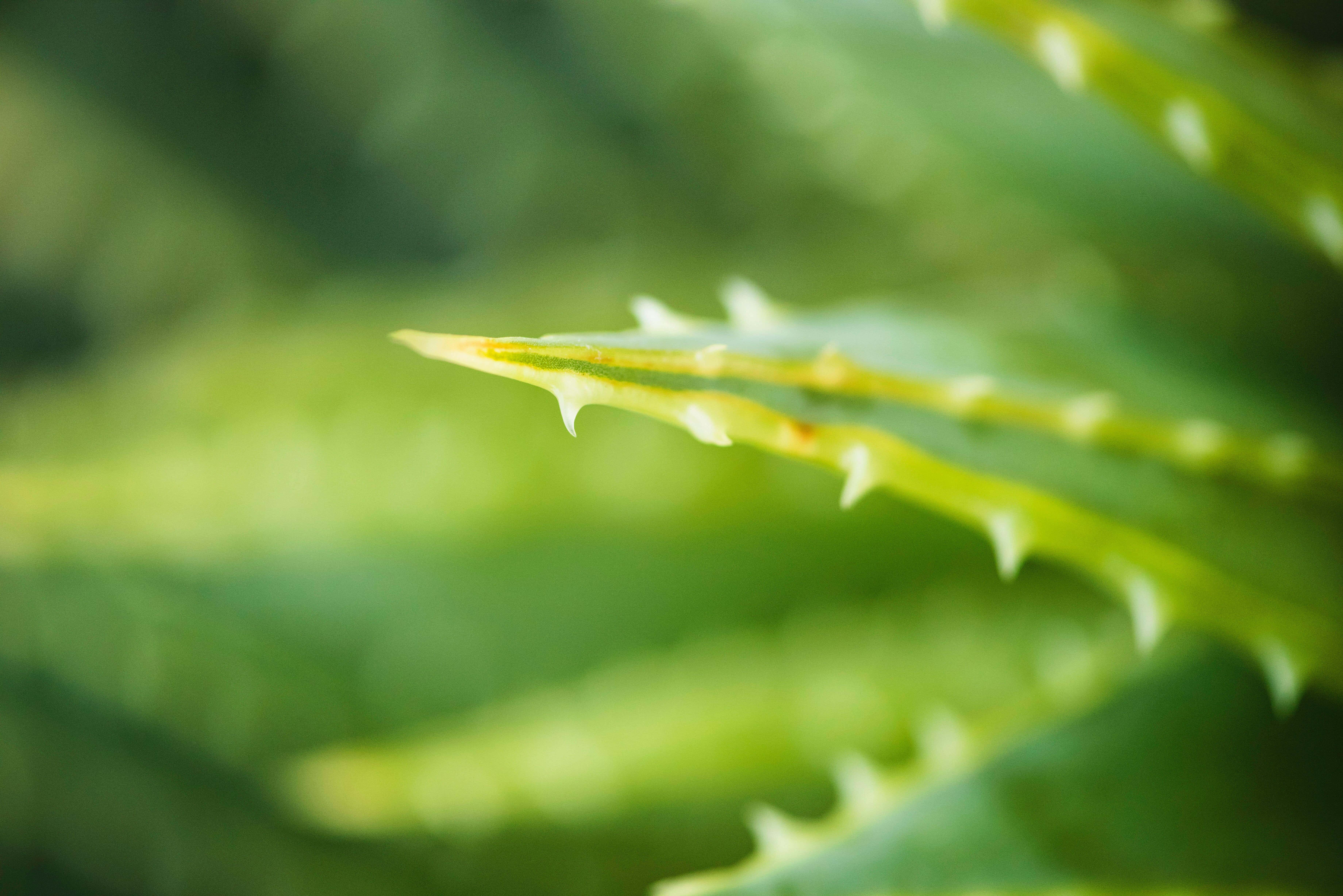 thorns-close-image