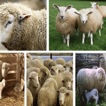 Овца (Ovis aries)