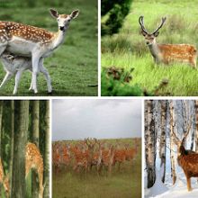 Пятнистый олень (Cervus nippon)