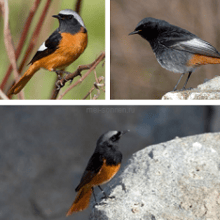 Горихвостка (Phoenicurus ochruros)