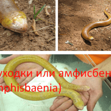 Двуходки или амфисбены (Amphisbaenia)