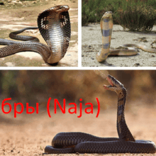 Кобры (Naja)