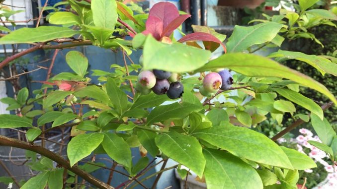 Kulturheidelbeeren