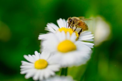 bee1 μέλισσα μέλι