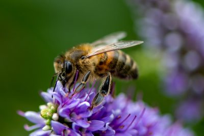 bee3 Μέλισσα μαζεύει μέλι