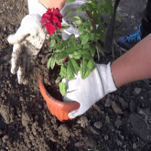 Посадка и уход за розами в открытом грунте для новичков