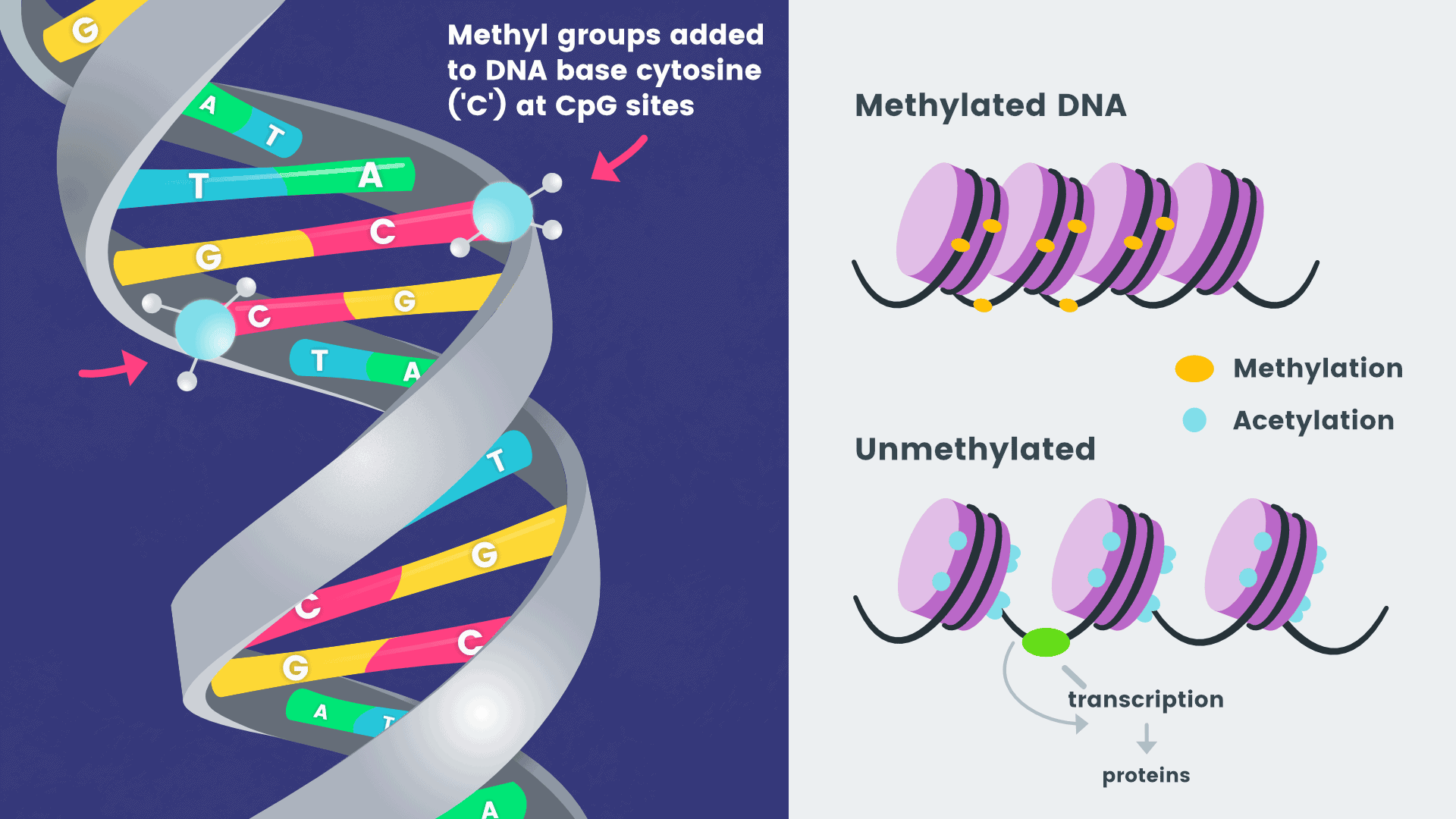 touchpoint-epigenetics-nugenis