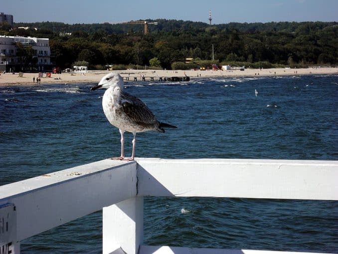 Ostsee Strand und Möwe Ostsee Strand und Möwe