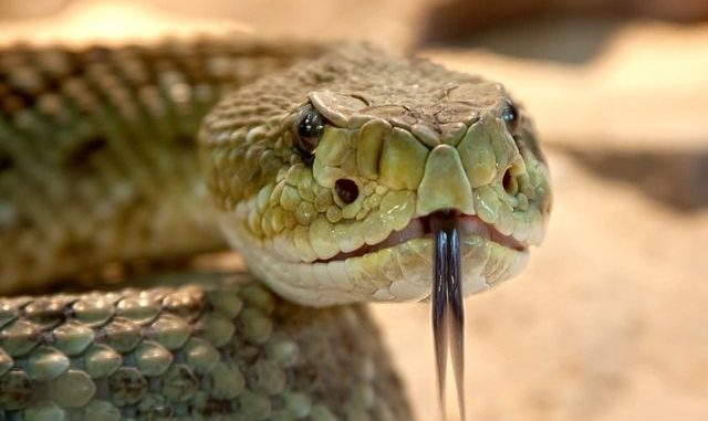rattlesnake-653642_640 soñar con serpientes