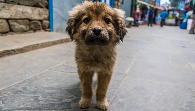 beneficios adoptar perro beneficios de adoptar un perro