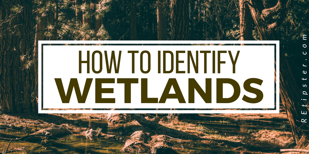 how to identify wetlands