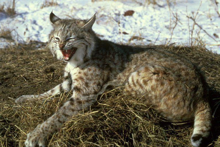 Rotluchs2