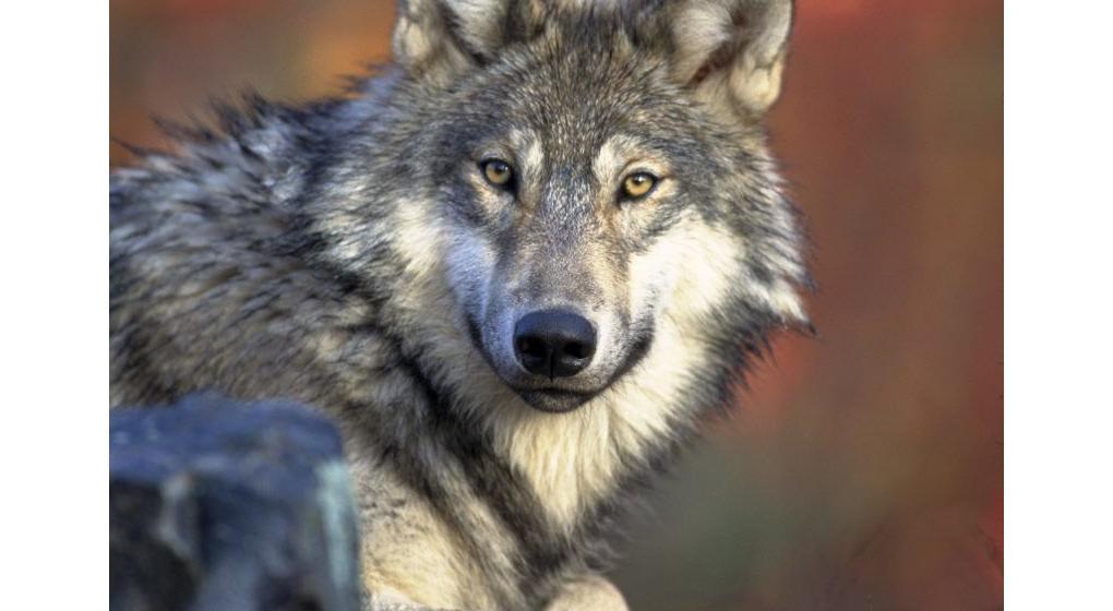Wolf public domain