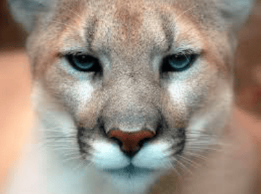 Puma Puma