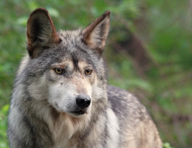 The Saga of the Mexican Gray Wolf (el Lobo) - Rewilding