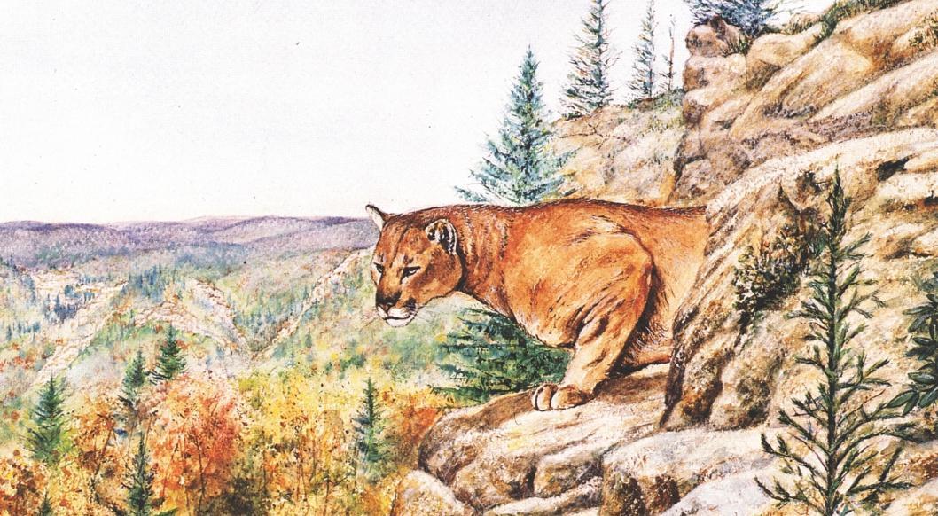 Cougar (c) Brad Basil Cougar (c) Brad Basil