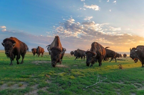 Bison Herd, (c) Sean Bogg for EDF Bison Herd, (c) Sean Bogg for EDF