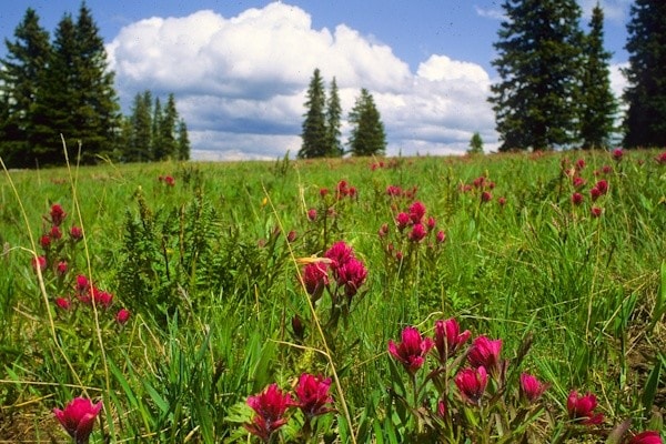 Paintbrush, Windy Pass, Gallatin Range, Montana © George Wuerthner Paintbrush, Windy Pass, Gallatin Range, Montana © George Wuerthner