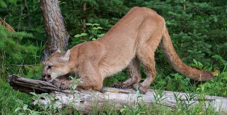 Cougar © MasterImages