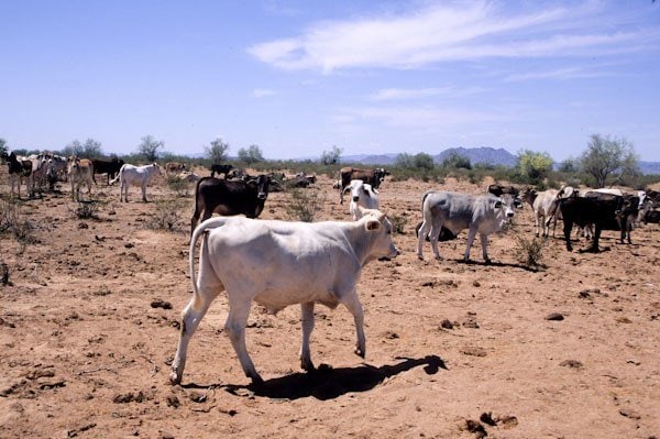 Cows and cow trashed lands Sonoran Desert NM Arizona, © George Wuerthner Cows and cow trashed lands Sonoran Desert NM Arizona, © George Wuerthner