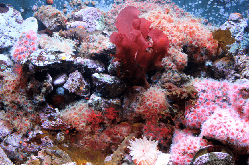 Coral Reef Sea anemones and other aquatic life, PublicDomainImages.net Coral Reef Sea anemones and other aquatic life, PublicDomainImages.net