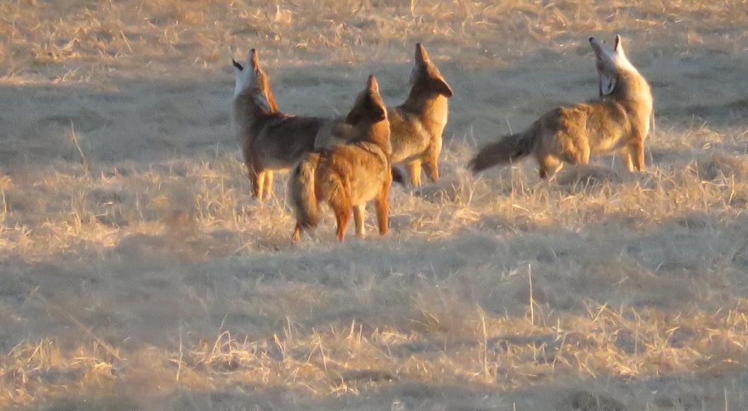 Coyotes howling