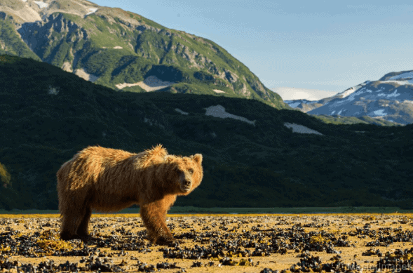 Brown Bear © MasterImages Brown Bear © MasterImages