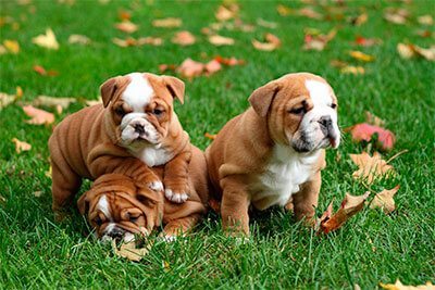 Richmond Valley Veterinary Practice