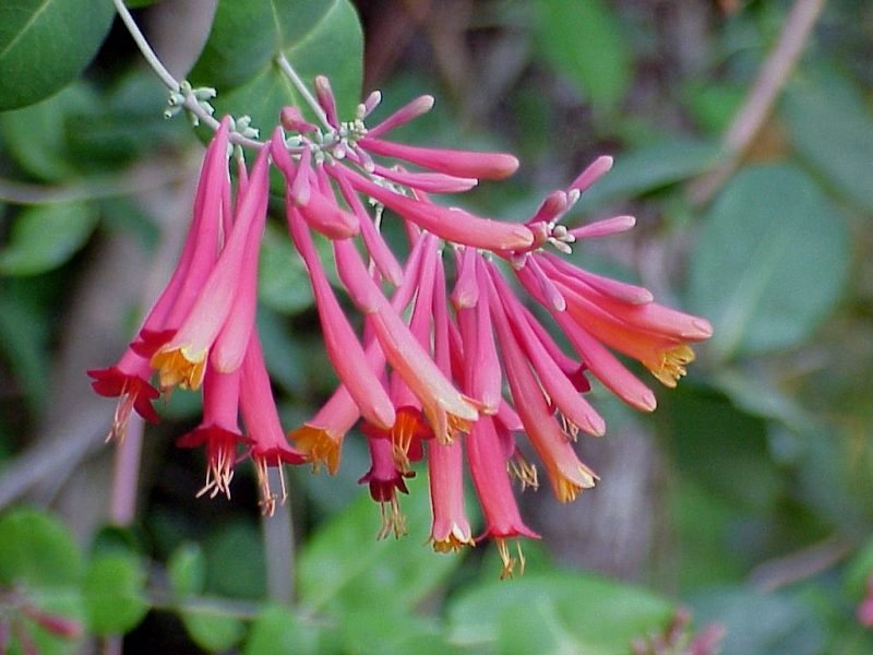 vines native to central florida coral honeysuckle vines native to central florida coral honeysuckle