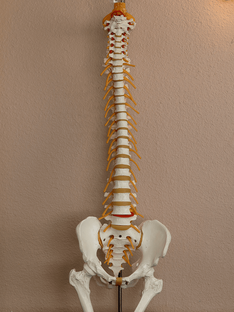 spinal alignment longmont colorado's Shimer Chiropractic