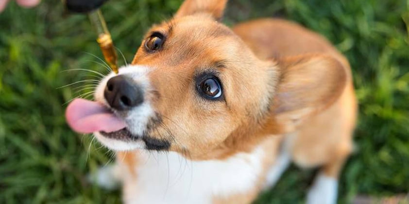 Using CBD for Pets – How Much Is the Right Amount?