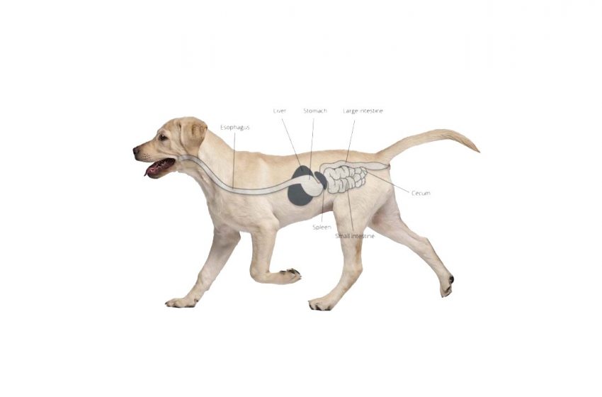 How Long Does CBD Last In Dogs