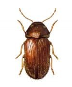 Beetle Pest Control Services