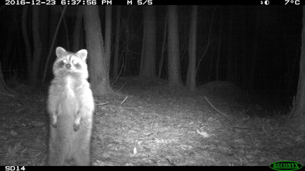 Raccoon looking at a camera trap.