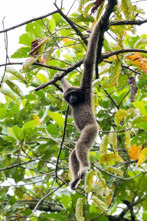 North Borneo gibbon by hokoonwong in iNaturalist.