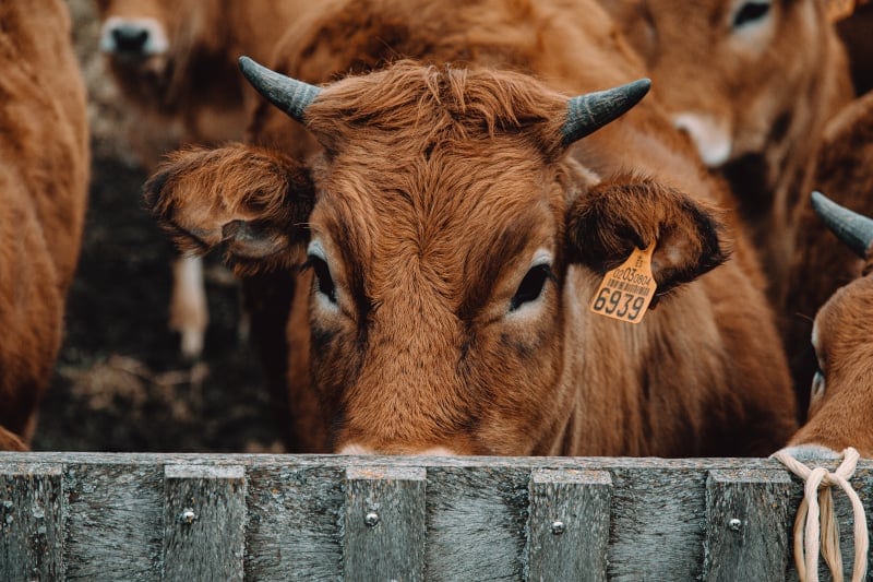 Beef has the biggest impact on the planet. If you are going to rethink meat in your diet, at least try to eliminate or greatly reduce beef.