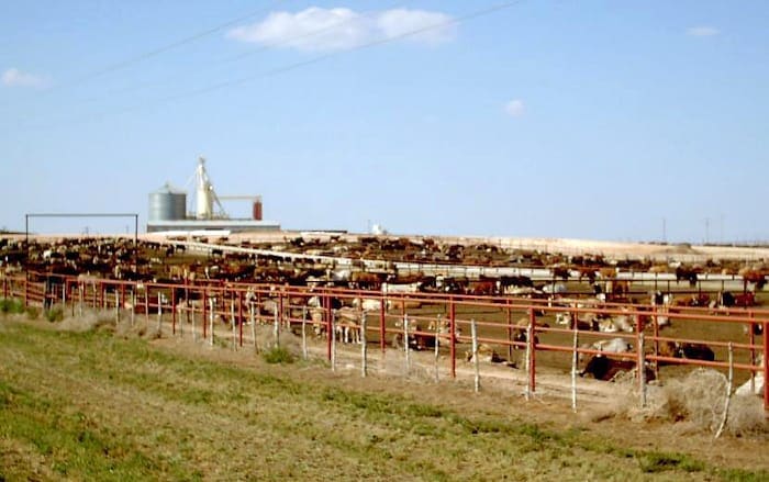 People envision cows in green pastures, but most cows are fattened up in feedlots like this one.