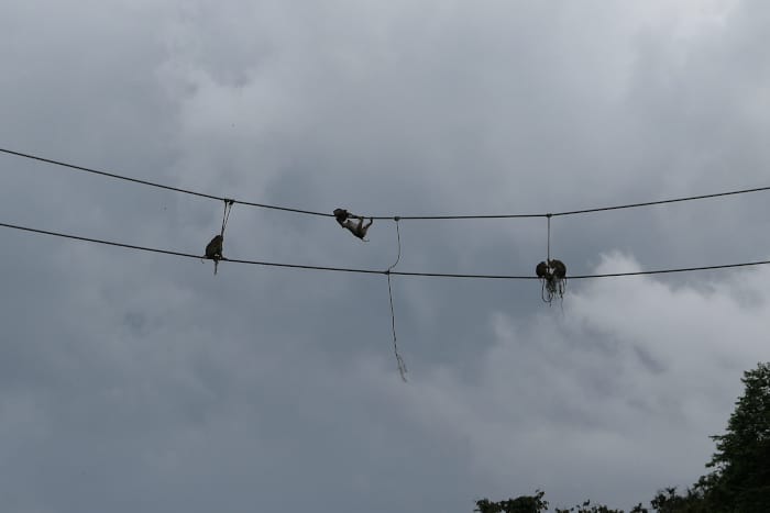Close up of the pig-tailed macaques hanging above.