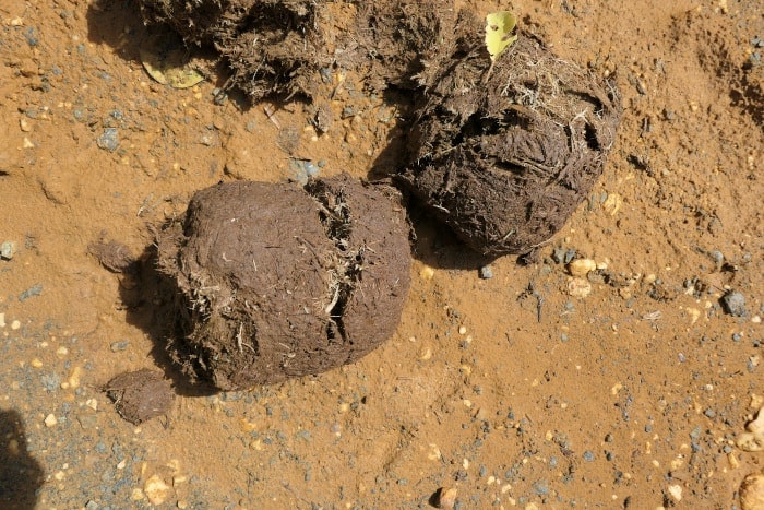 Asian elephant dung in Deramakot Forest.