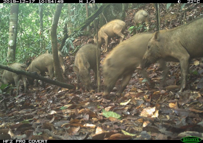 Bearded pigs scurrying around the forest in Borneo.