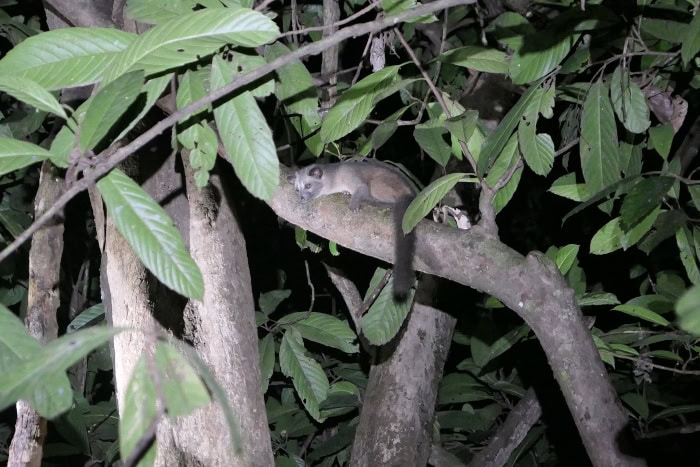 We saw this palm civet near the Kinabatangan River in Borneo, but we saw several palm civets in Deramakot.